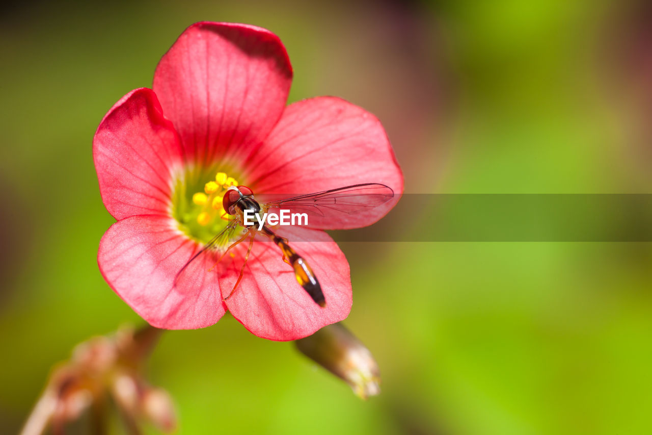 CLOSE-UP OF HONEY BEE POLLINATING FLOWER