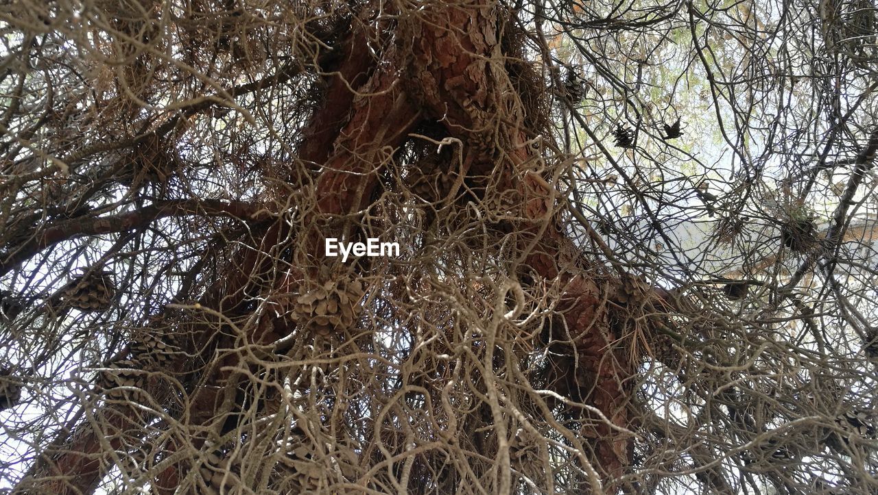 CLOSE-UP LOW ANGLE VIEW OF A TREE IN FOREST