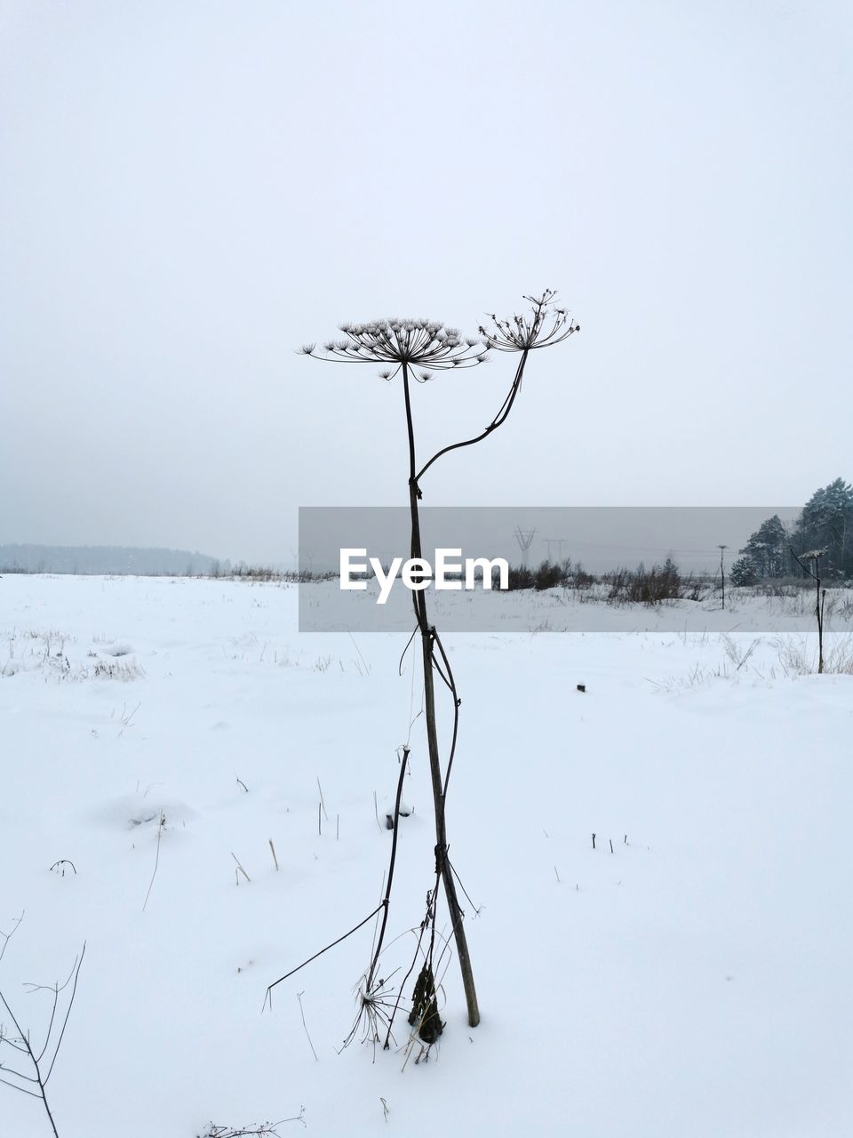 BARE TREE BY SNOW COVERED LAND AGAINST SKY