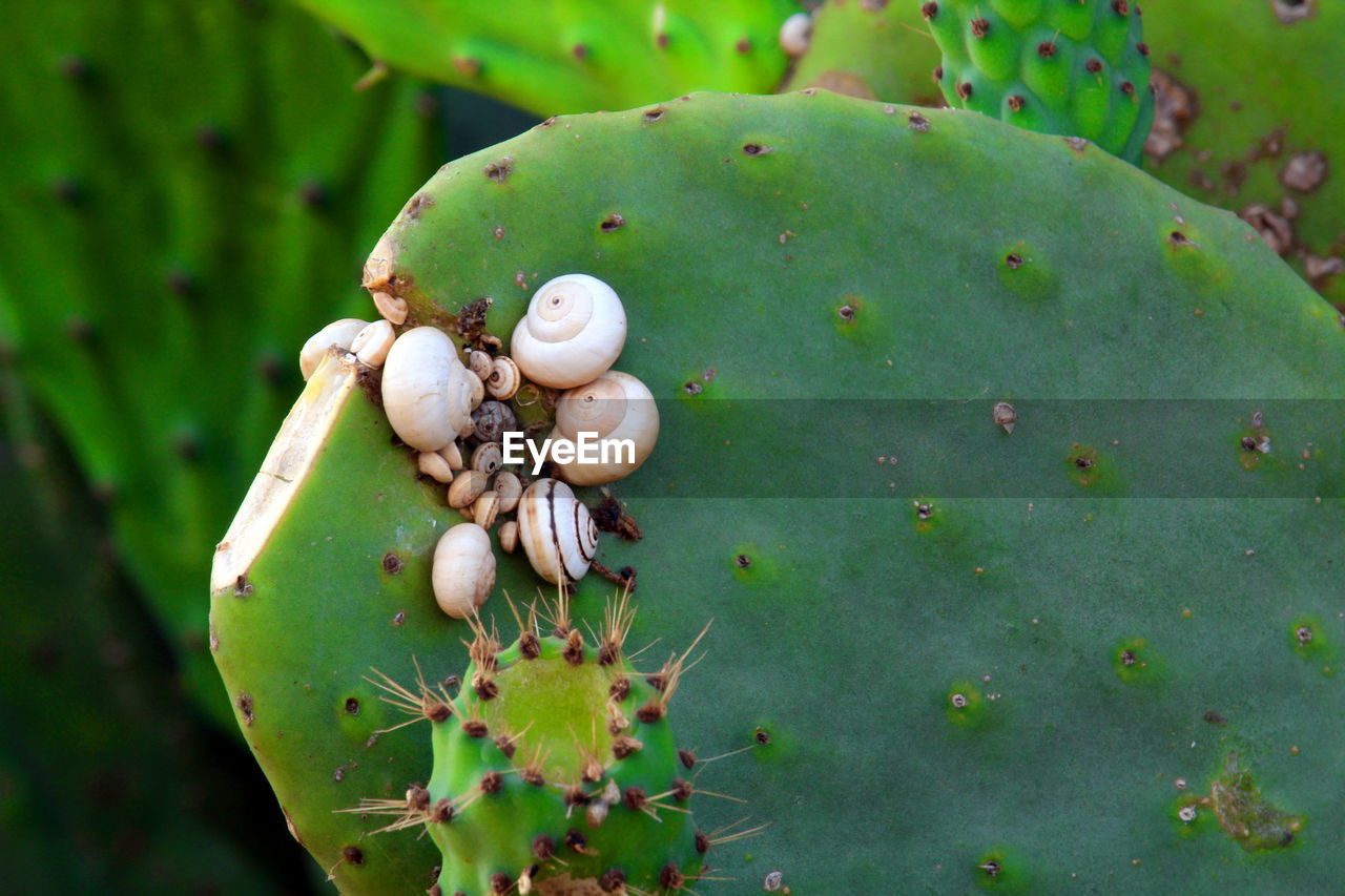 HIGH ANGLE VIEW OF SHELL ON PLANTS