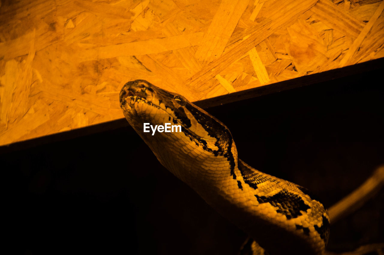 Close-up of python against wood