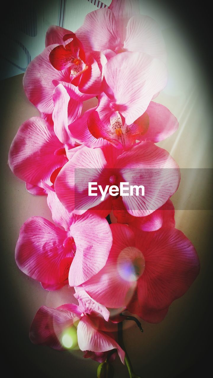 High angle view of pink flowers on table