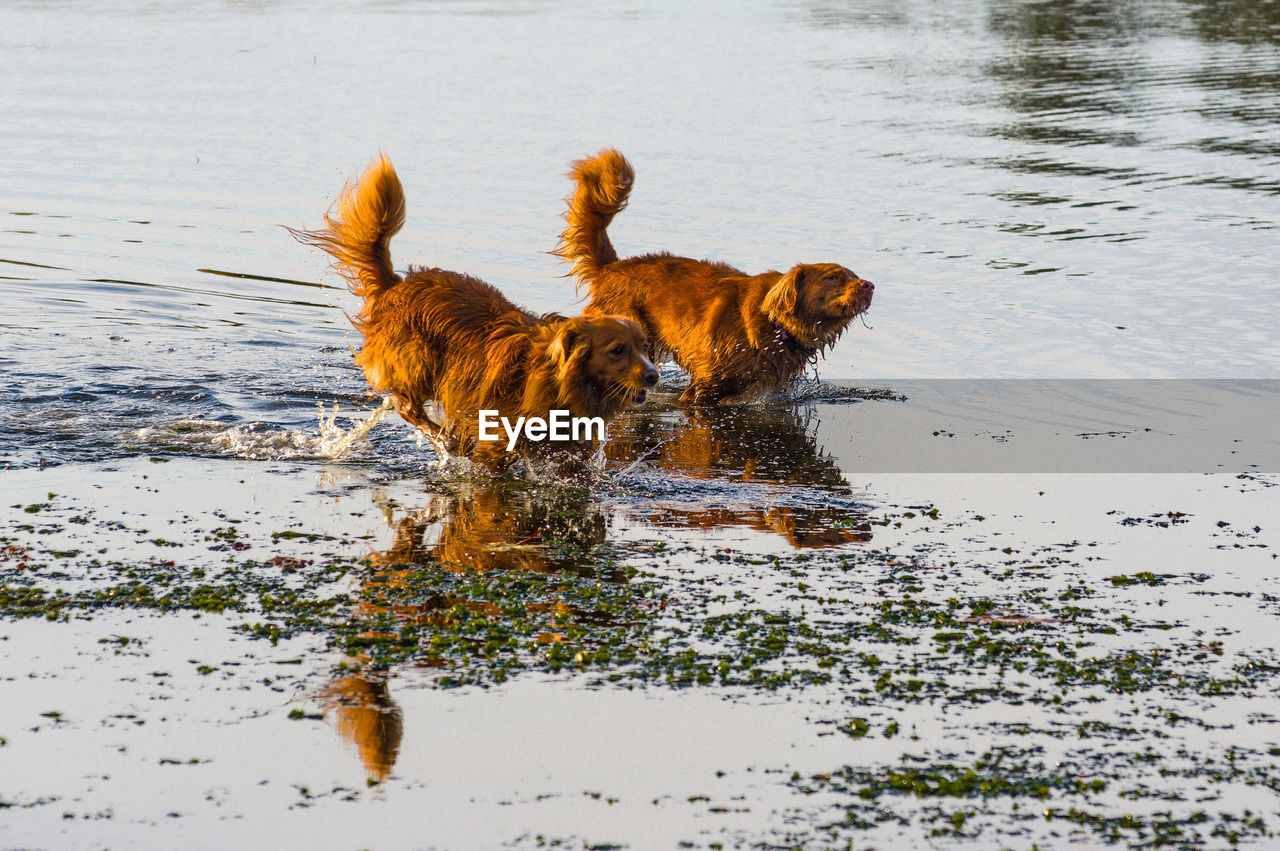 BROWN DOG RUNNING IN LAKE