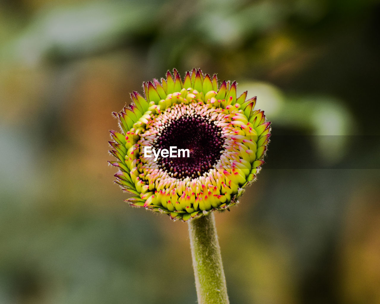 CLOSE-UP OF FLOWER