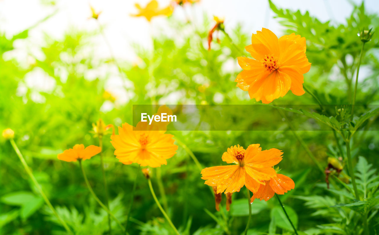 Close-up of yellow cosmos flowers blooming on field