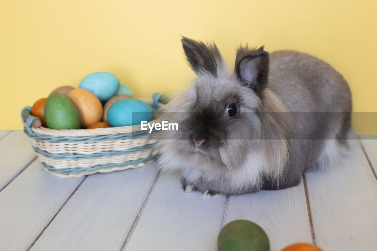 close-up of rabbit in nest