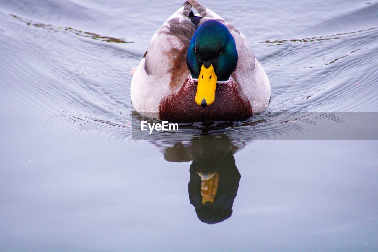 Reflection of a mallard duck on a lake 