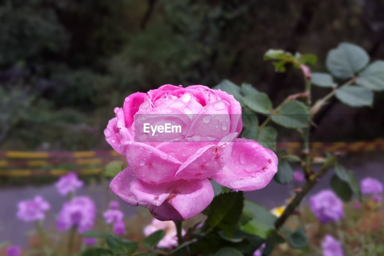 CLOSE-UP OF PINK ROSE WITH WATER DROPS ON PURPLE ROSES