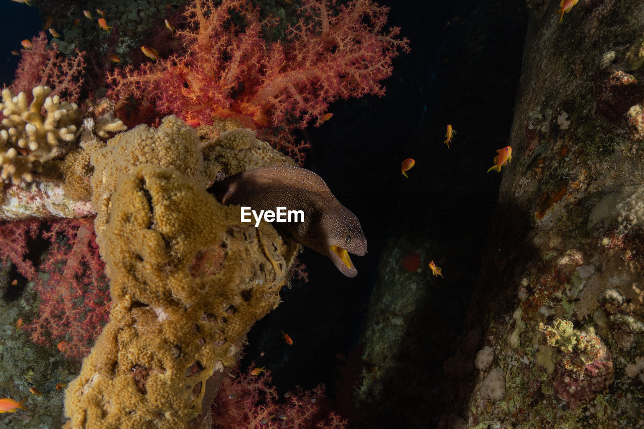 Moray eel mooray lycodontis undulatus in the red sea, eilat israel