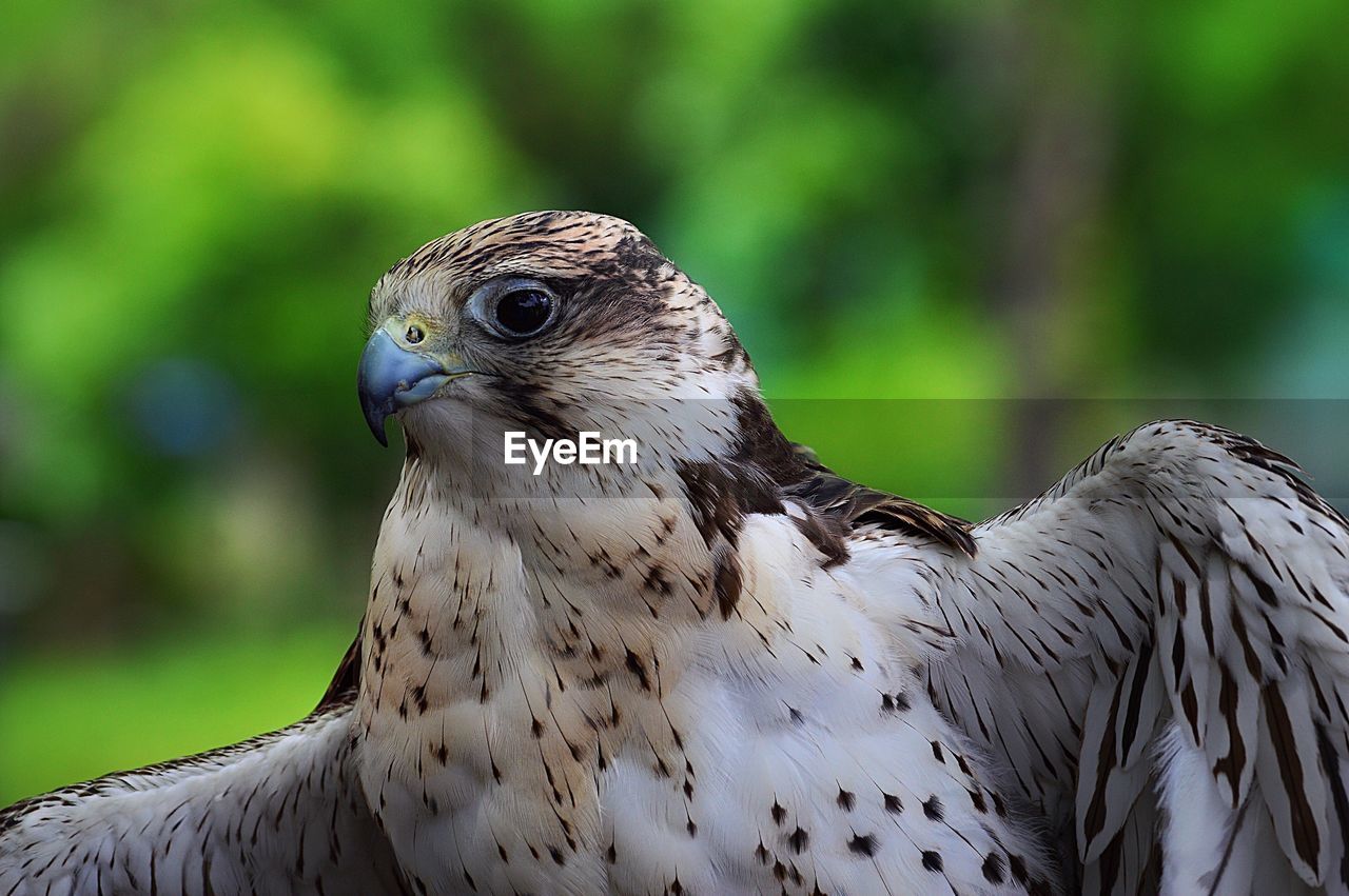 Close-up of hawk