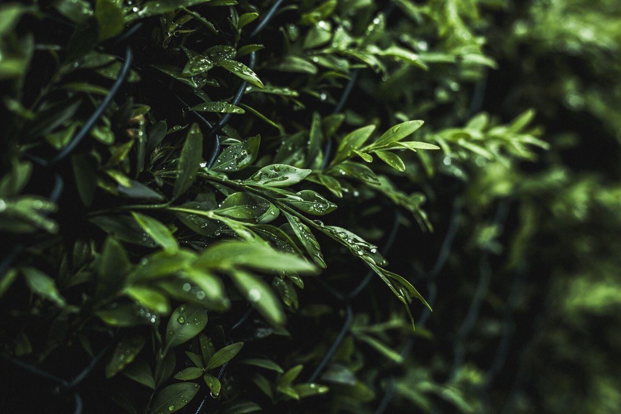 Close-up of water drops on plants