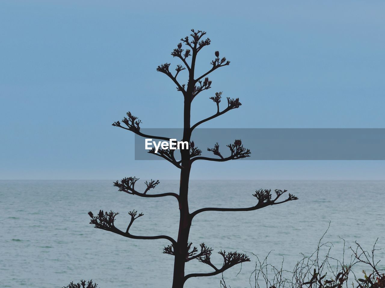 TREE BY SEA AGAINST CLEAR SKY