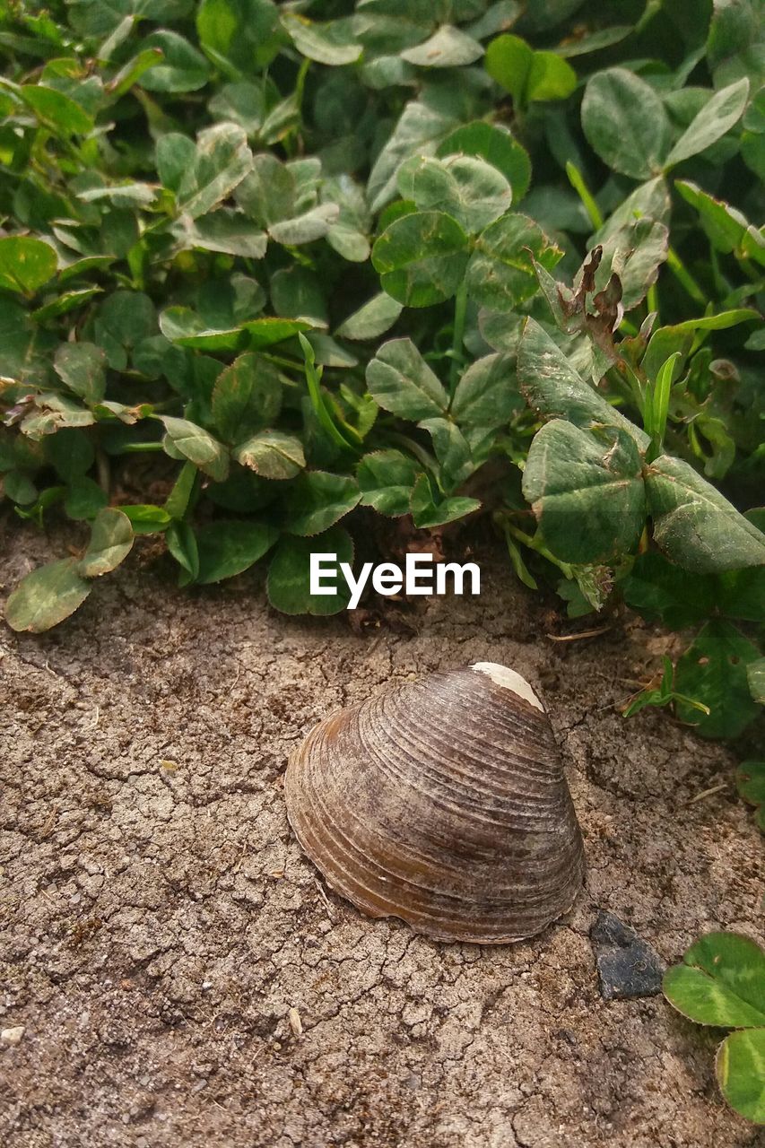 High angle view of seashell by plant