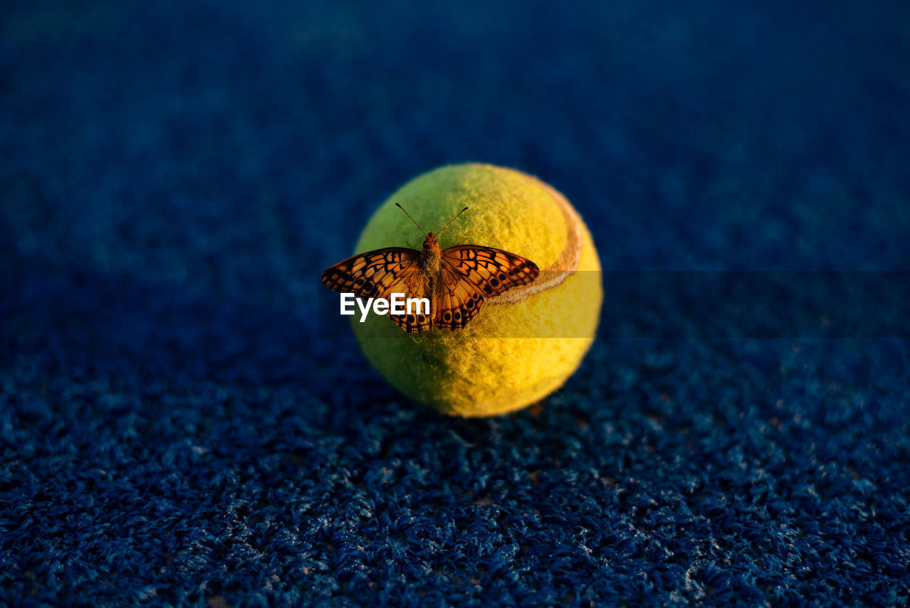 CLOSE-UP OF LEMON ON TREE