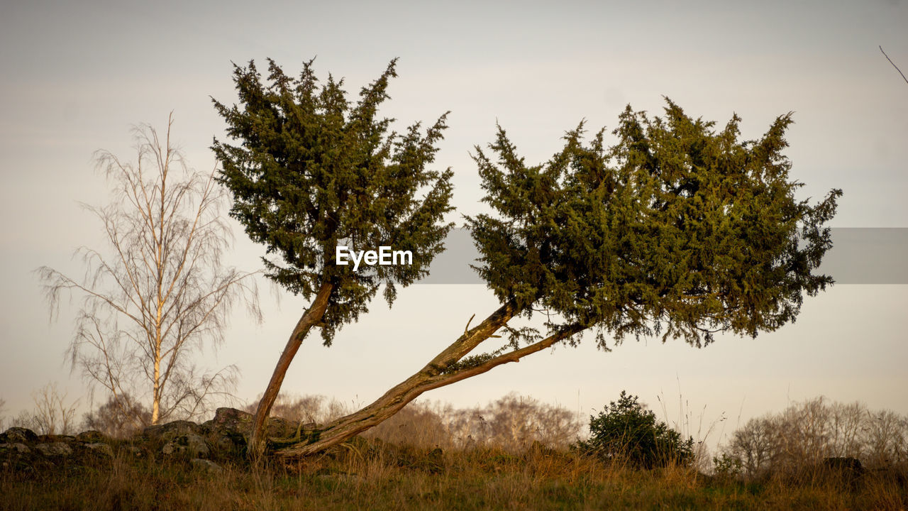 Trees on field against clear sky