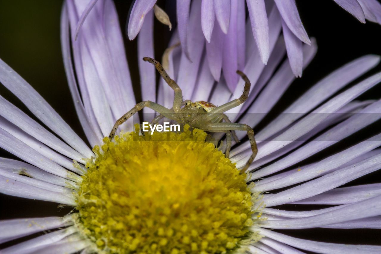 CLOSE-UP OF INSECT ON PURPLE FLOWER BLOOMING OUTDOORS
