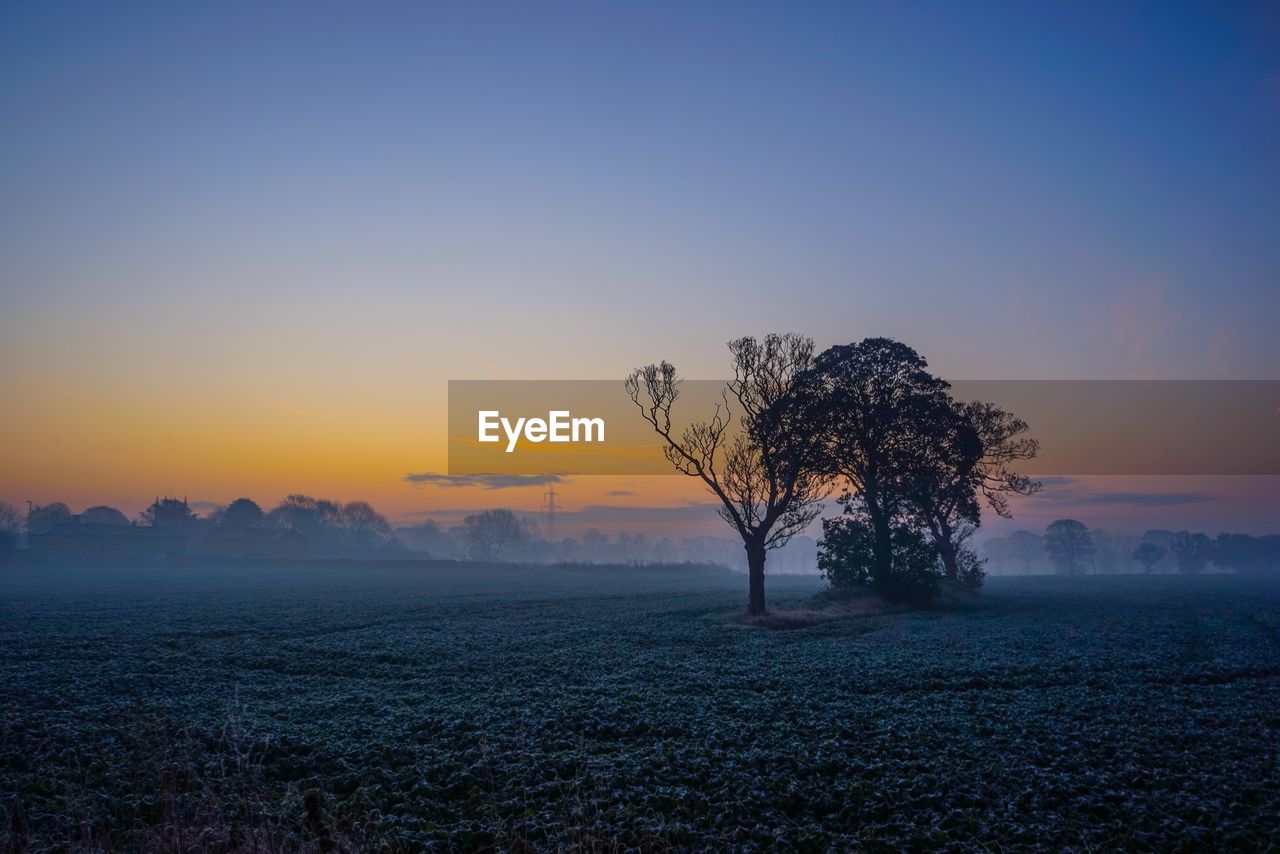 Bare tree on field against clear sky at sunset