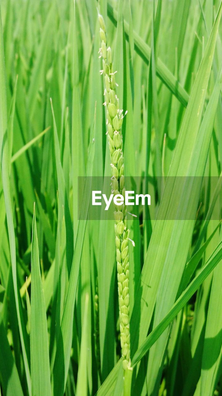 CLOSE-UP OF CROPS GROWING ON FARM