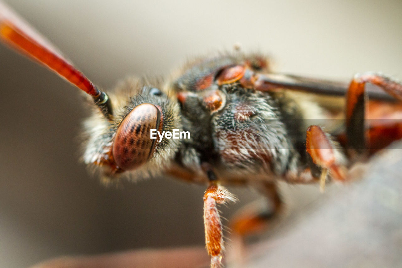 Detail shot of bee
