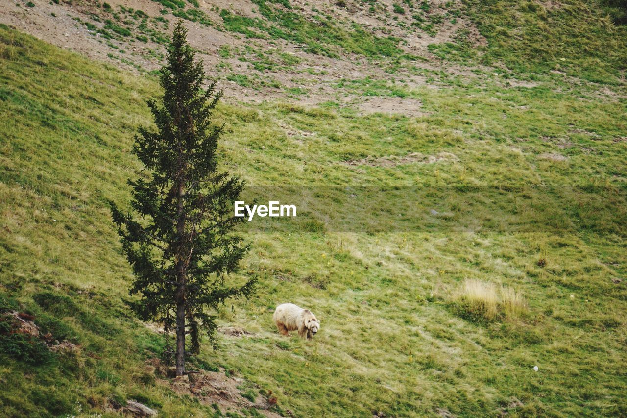 VIEW OF A SHEEP GRAZING IN THE FIELD