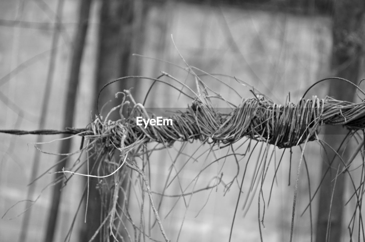 CLOSE-UP OF BARBED WIRE ON FENCE
