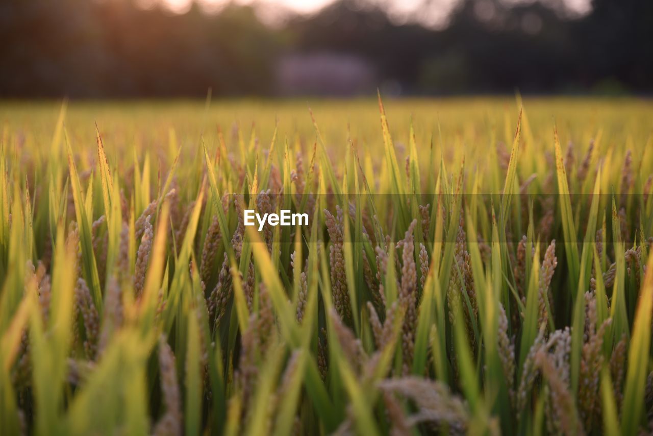 Close-up of crops growing on farm