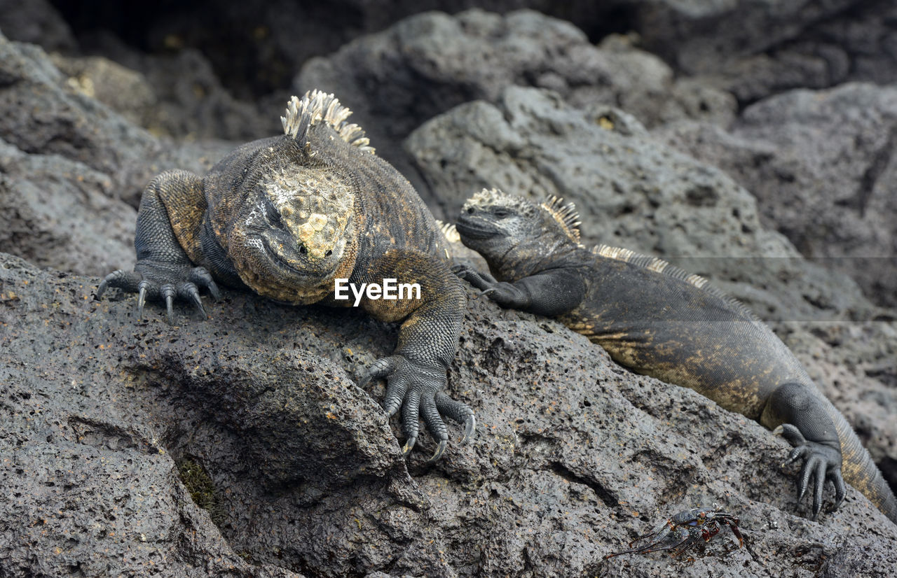 HIGH ANGLE VIEW OF SNAKE ON ROCK