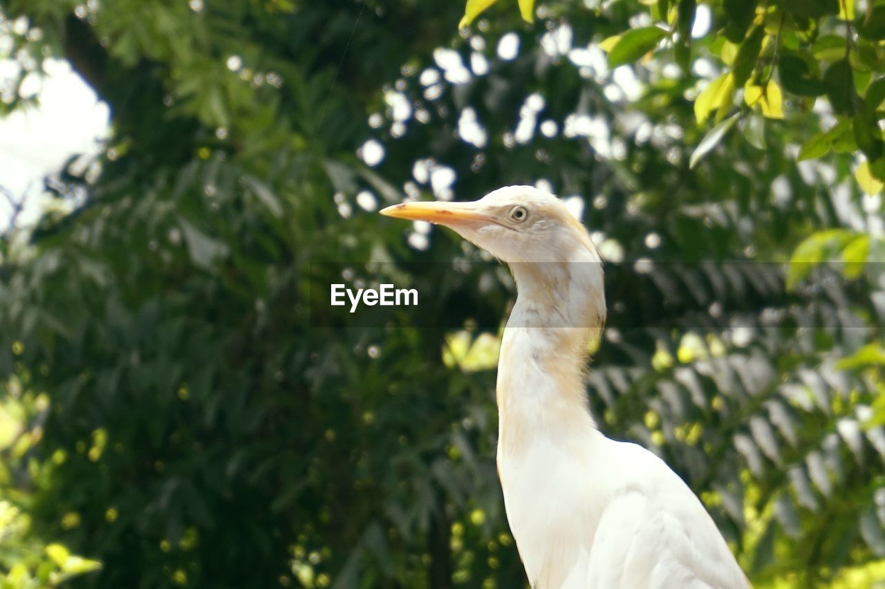 Close-up of a bird