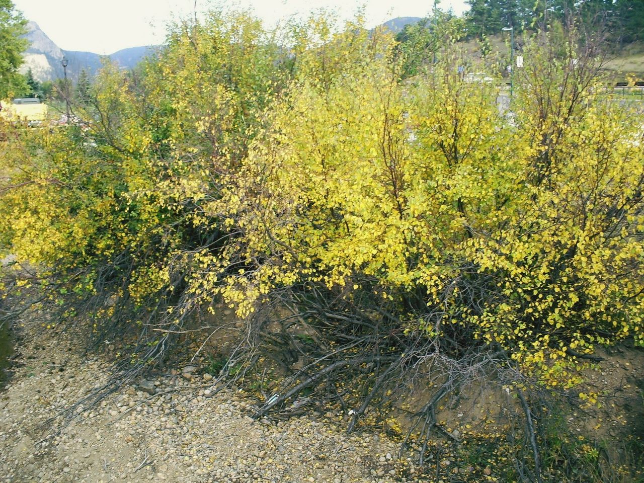 YELLOW FLOWERS ON FIELD