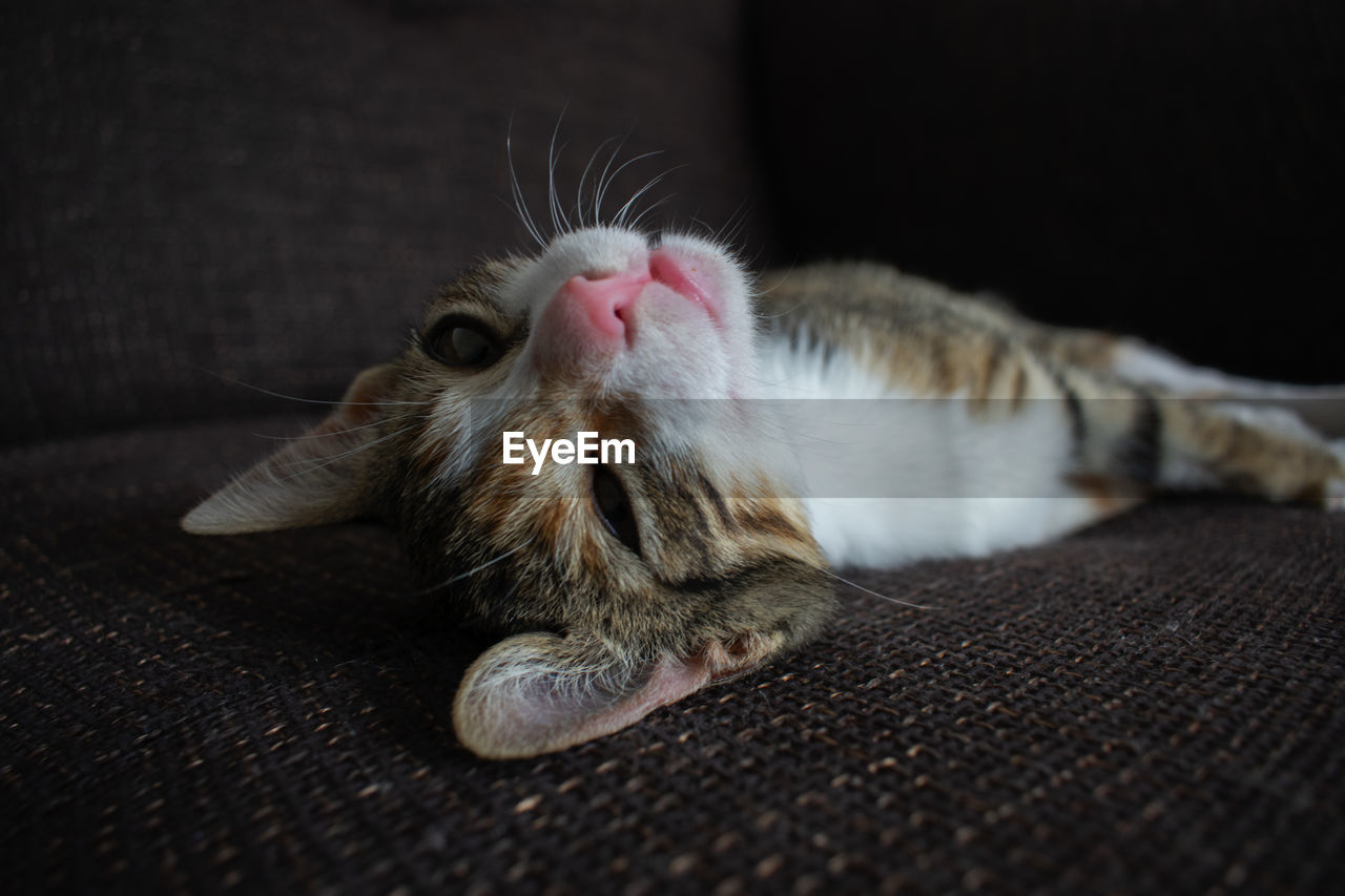 Close-up of a cat resting at home