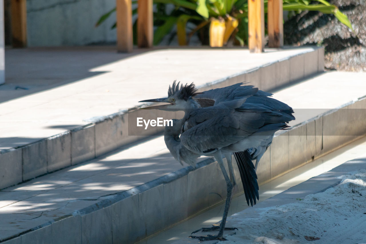 PIGEON FLYING OVER A WALL