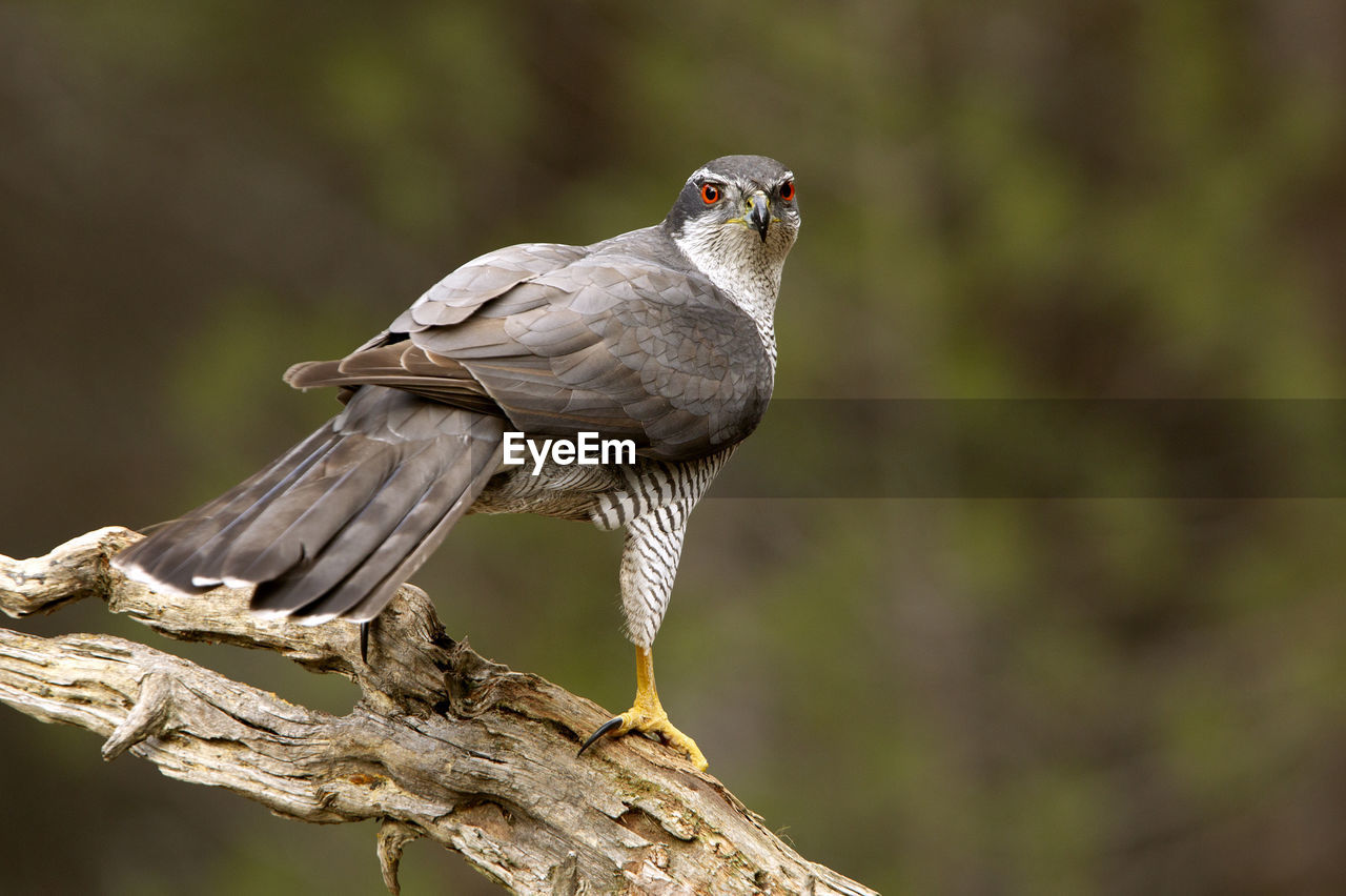 BIRD PERCHING ON A BRANCH