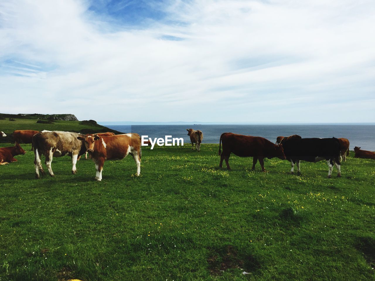 Cattle grazing on grassy field