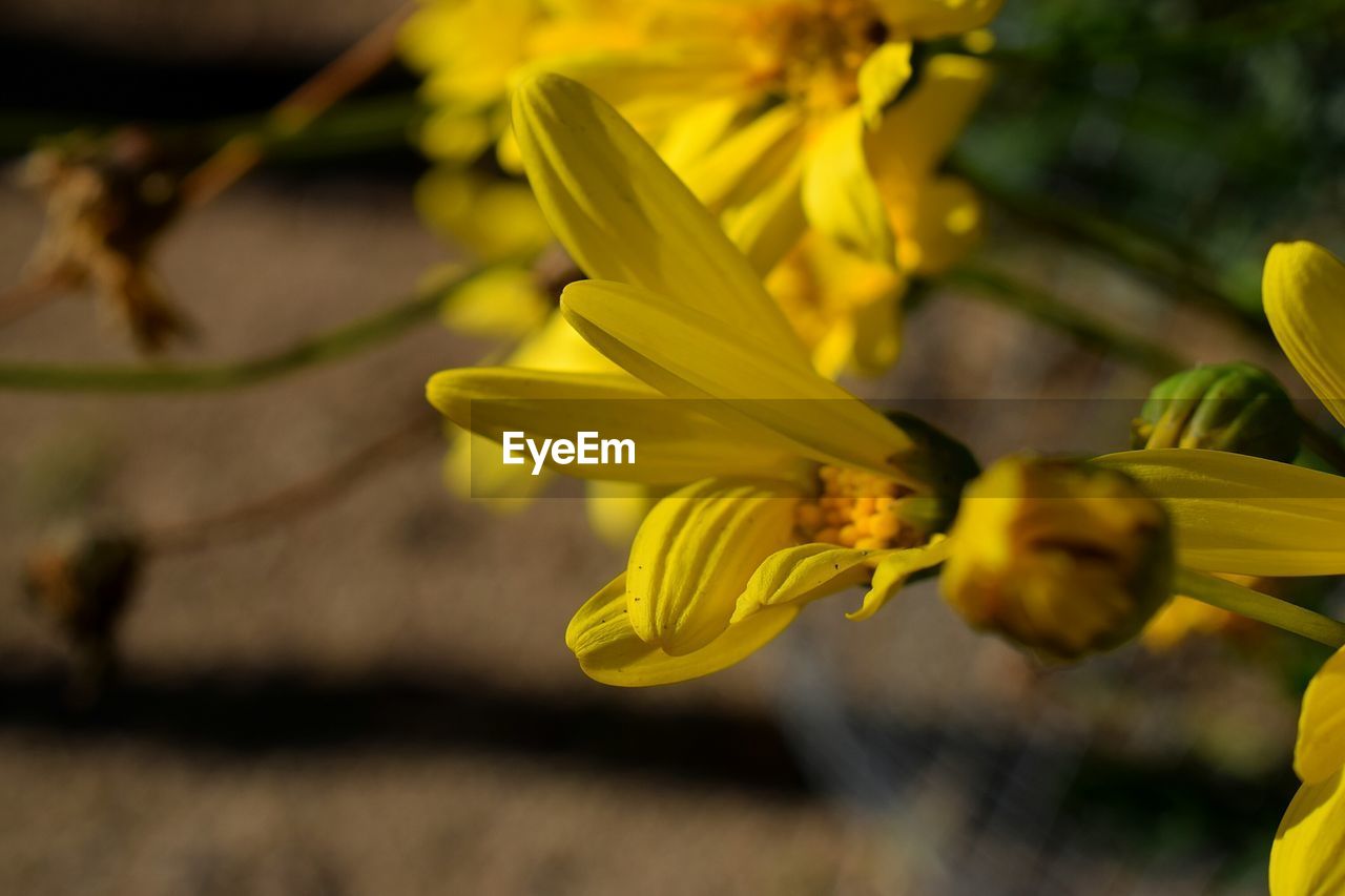 CLOSE-UP OF YELLOW ROSE FLOWER