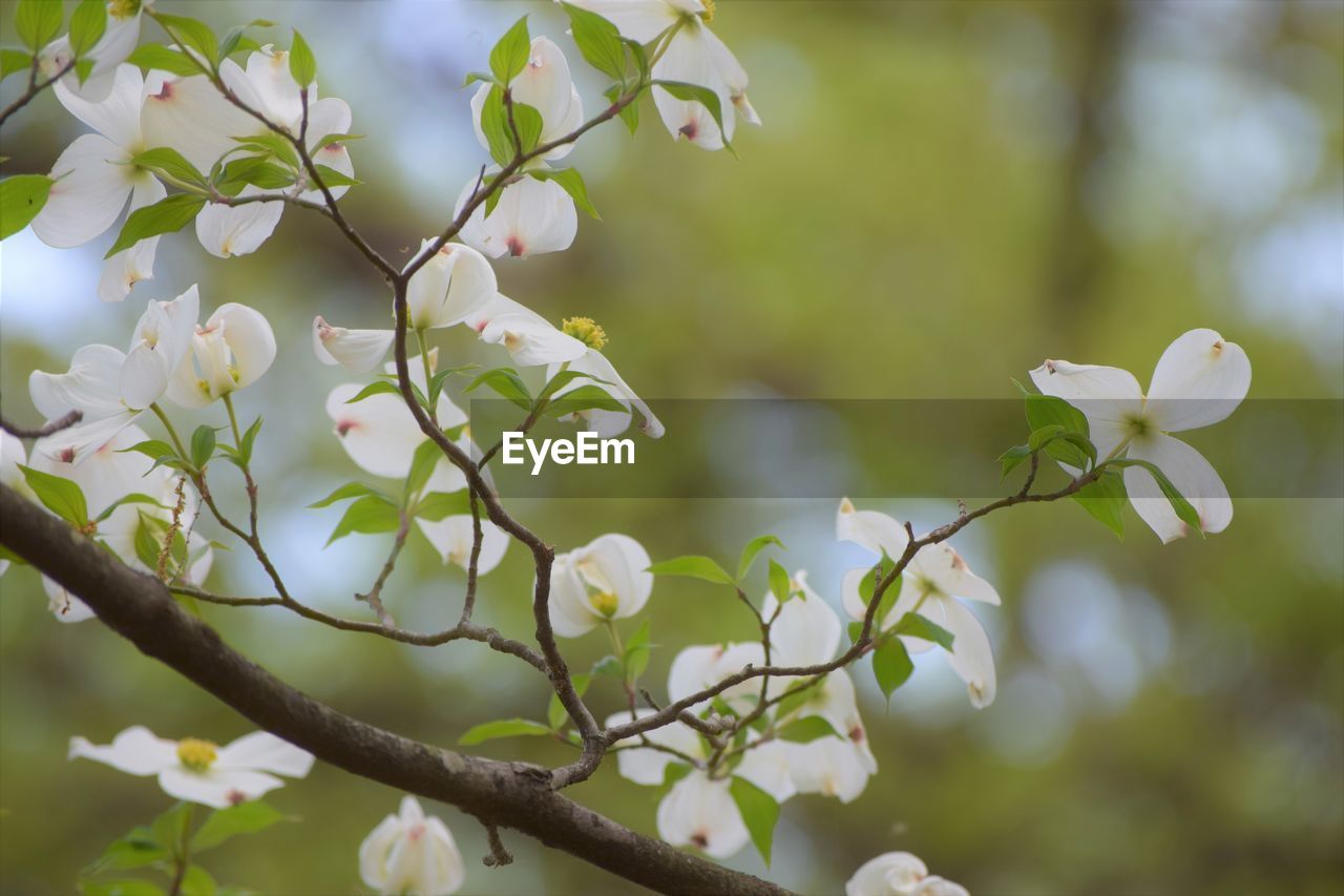 CLOSE-UP OF APPLE BLOSSOMS ON TREE