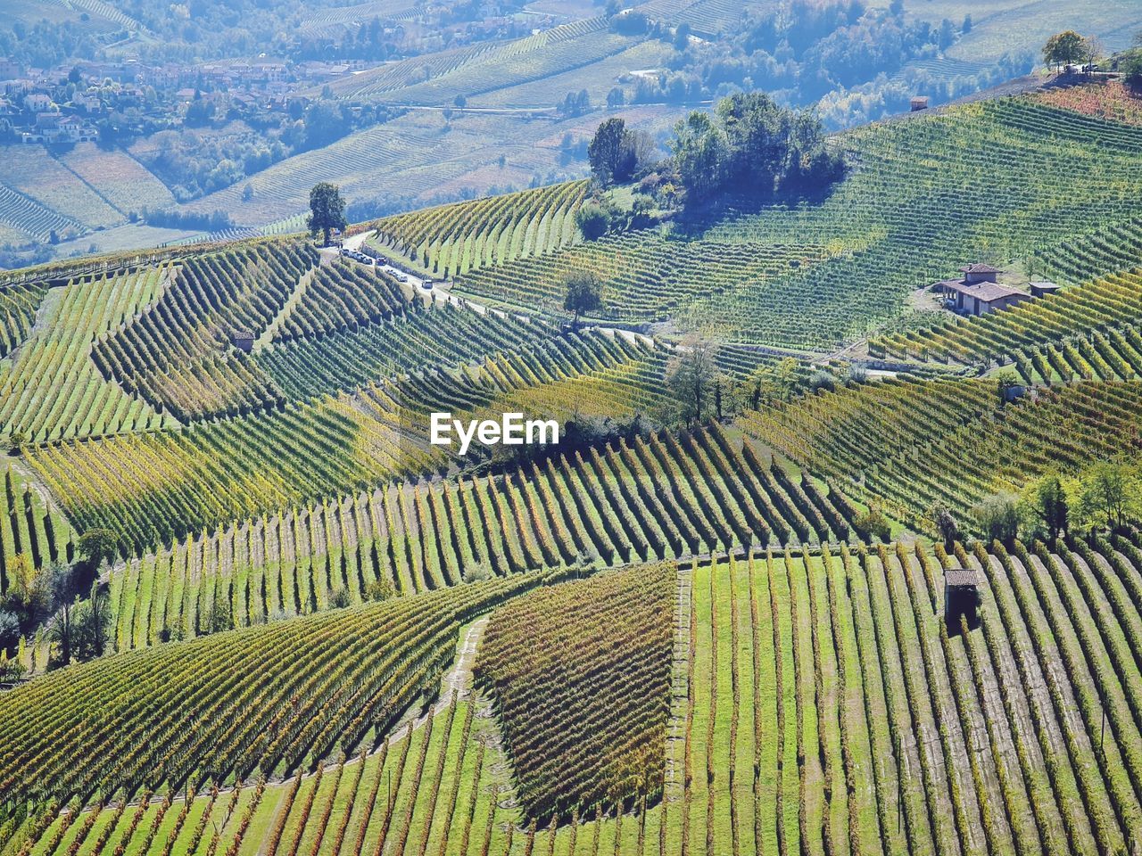 Grapevines in la morra village