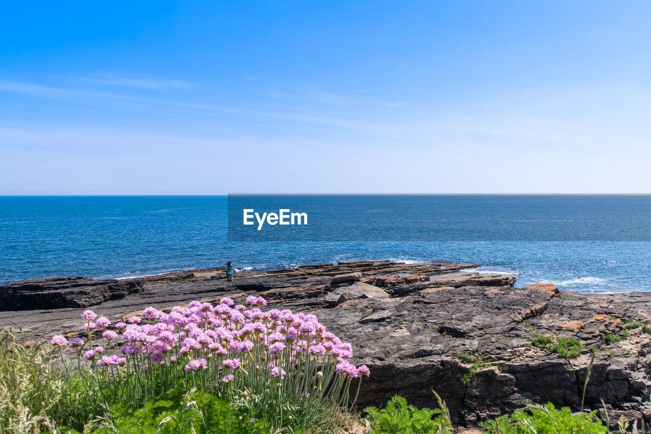 PURPLE FLOWERING PLANTS BY SEA AGAINST BLUE SKY