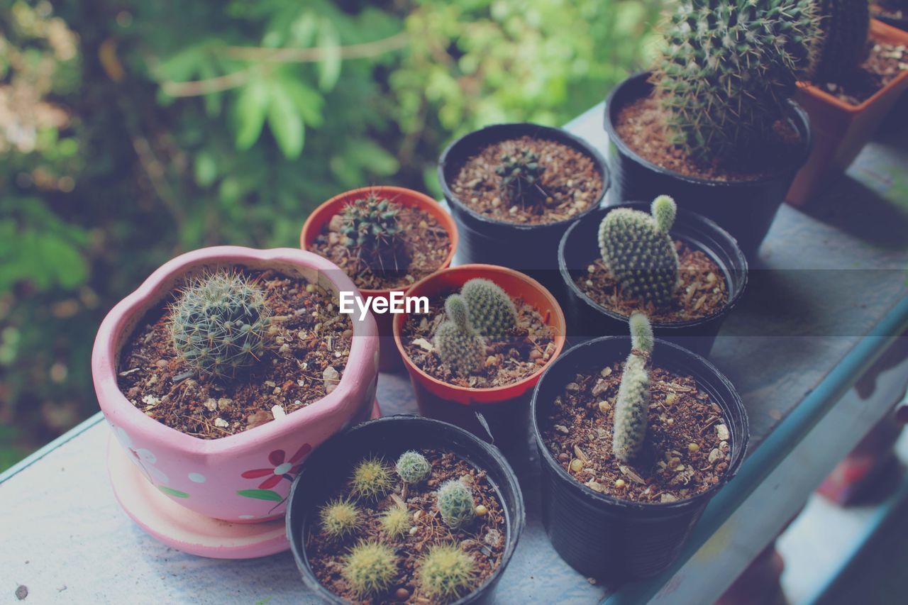 High angle view of potted plants on table