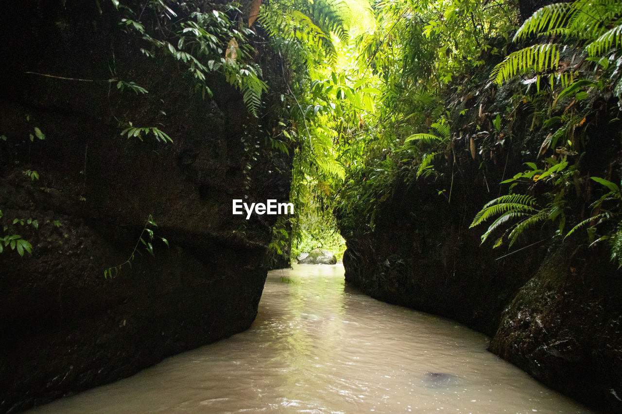 Narrow stream in lush tropical jungle / tropical rainforest - pampanga, luzon, philippines