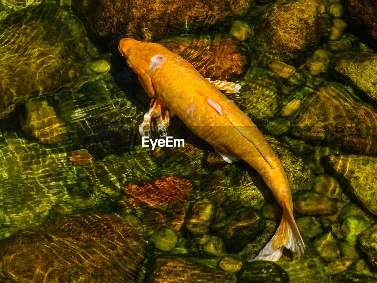 HIGH ANGLE VIEW OF FISH SWIMMING IN SEA