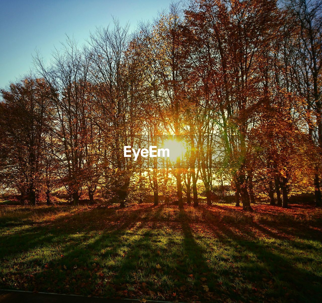 VIEW OF TREES IN FOREST DURING SUNSET