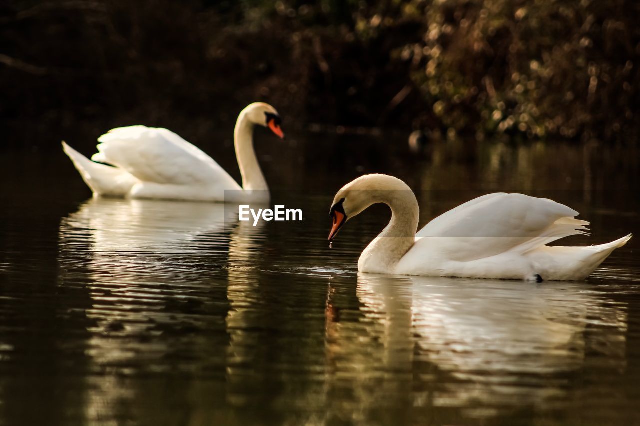 SWANS IN A LAKE