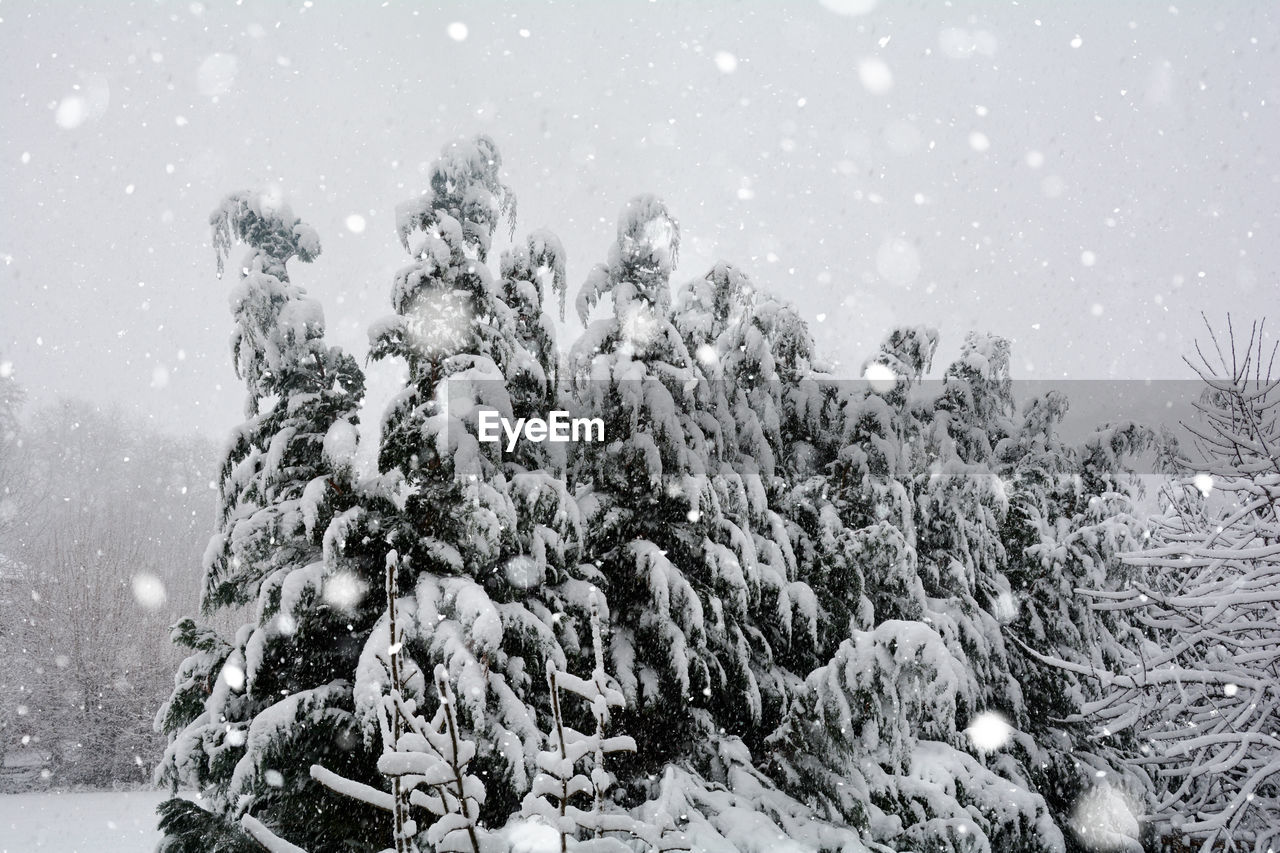 Snow-covered tree in heavy snow with copy space