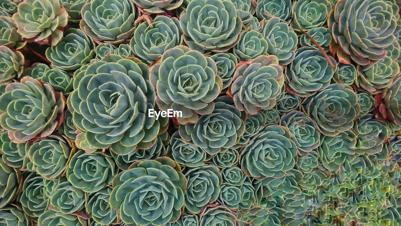 Full frame shot of succulent plant