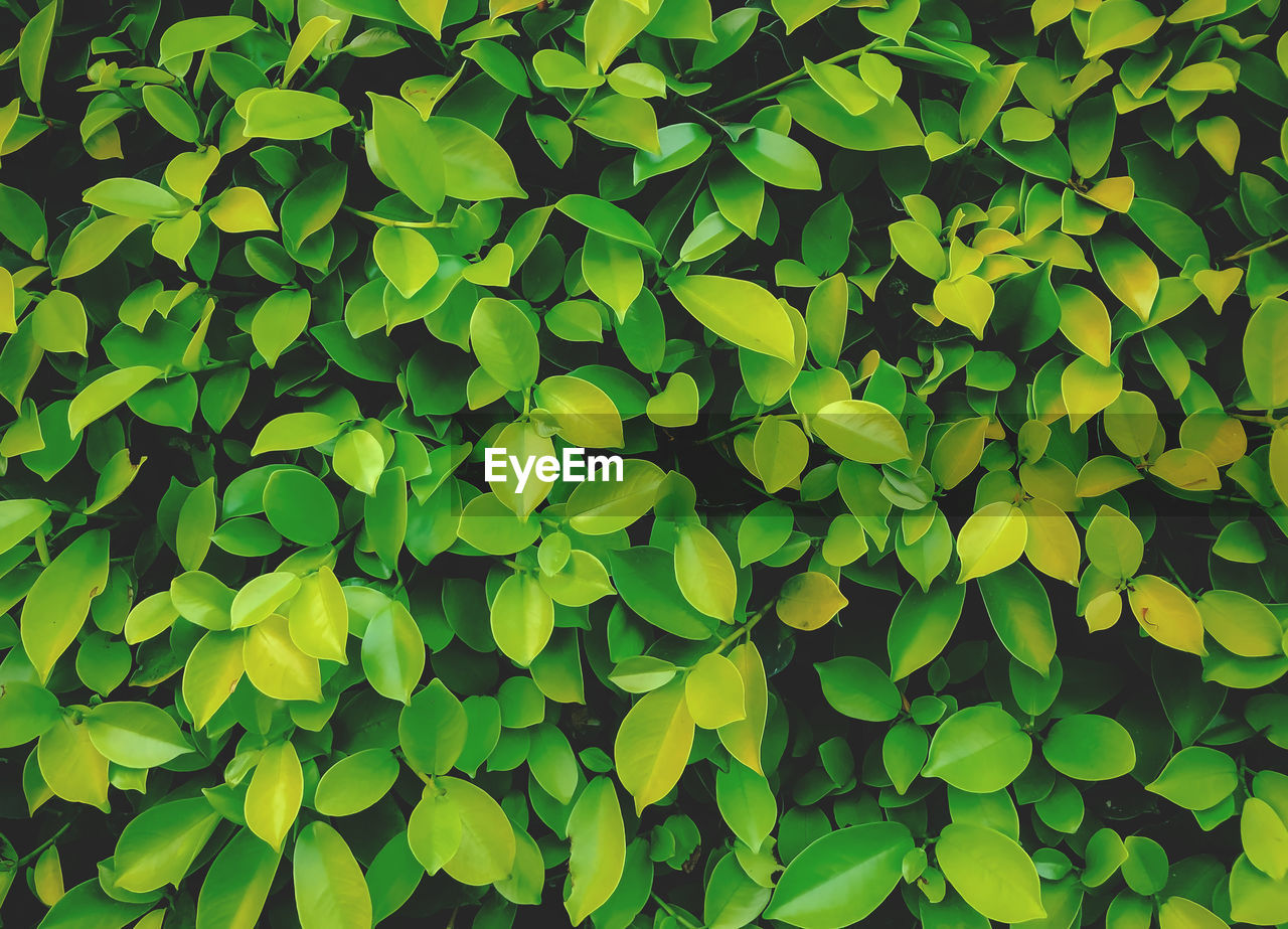 FULL FRAME SHOT OF FRESH GREEN PLANTS