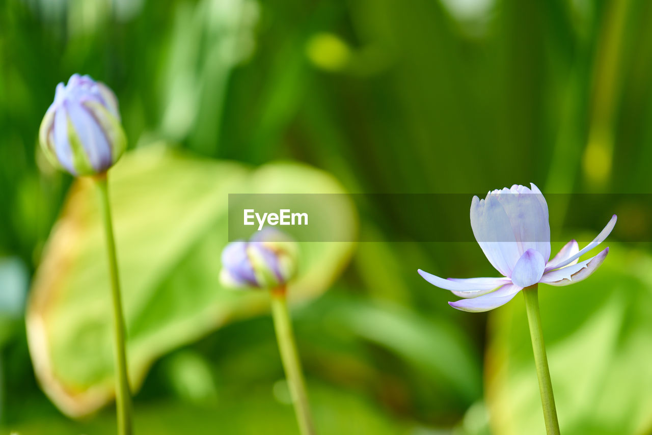 Close-up of purple flowering plant