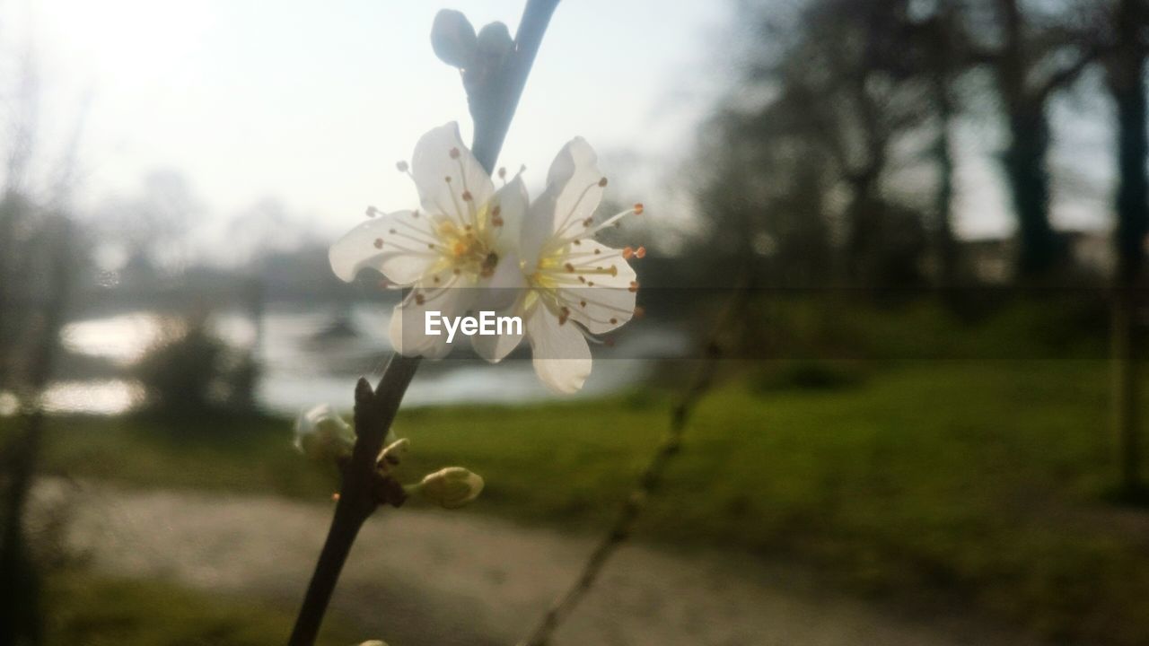 CLOSE-UP OF WHITE FLOWERS BLOOMING IN PARK