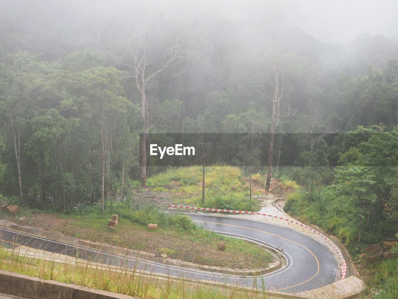 Scenic view of road amidst trees in forest