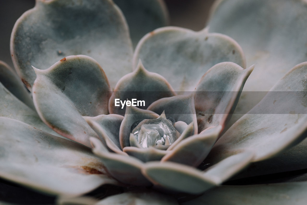 Close-up of succulent plant