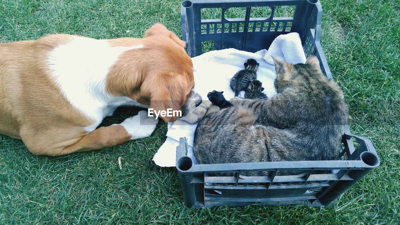 High angle view of dog by cat and kittens on grassy field